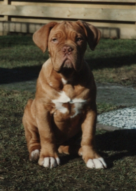 ddnmc-pup.jpg (90098 bytes)