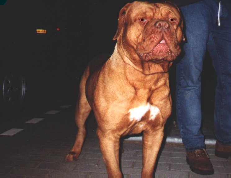 mulk.JPG (36295 bytes)