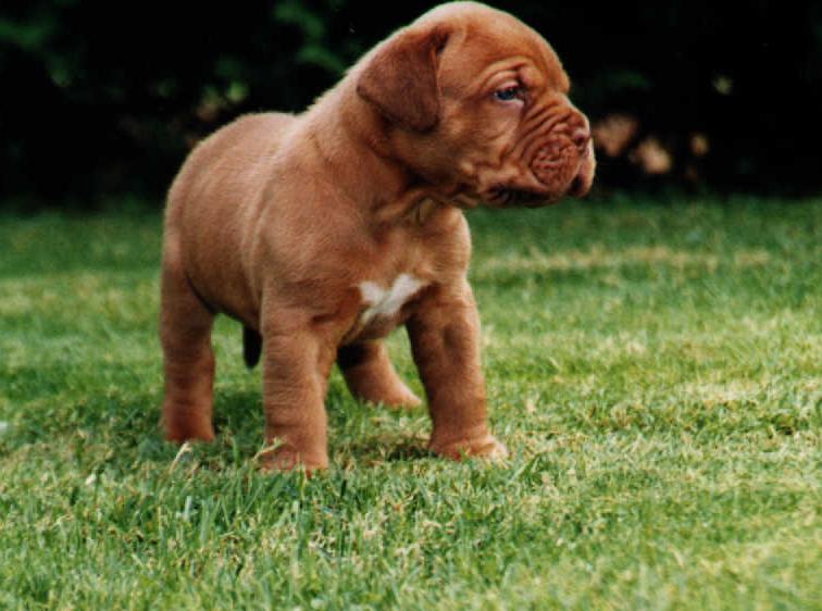 puppieswk4.4.JPG (60684 bytes)