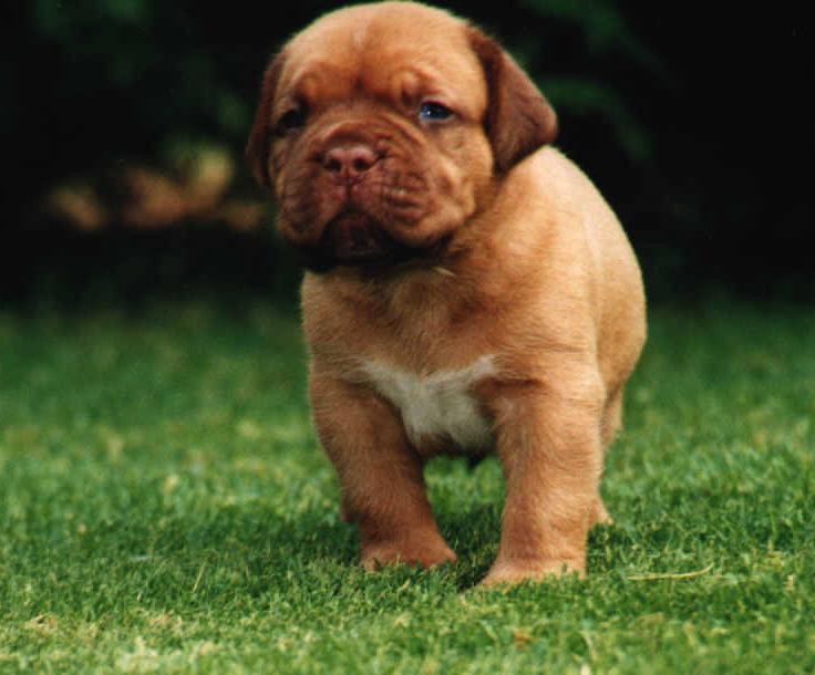 puppieswk4.5.JPG (50438 bytes)